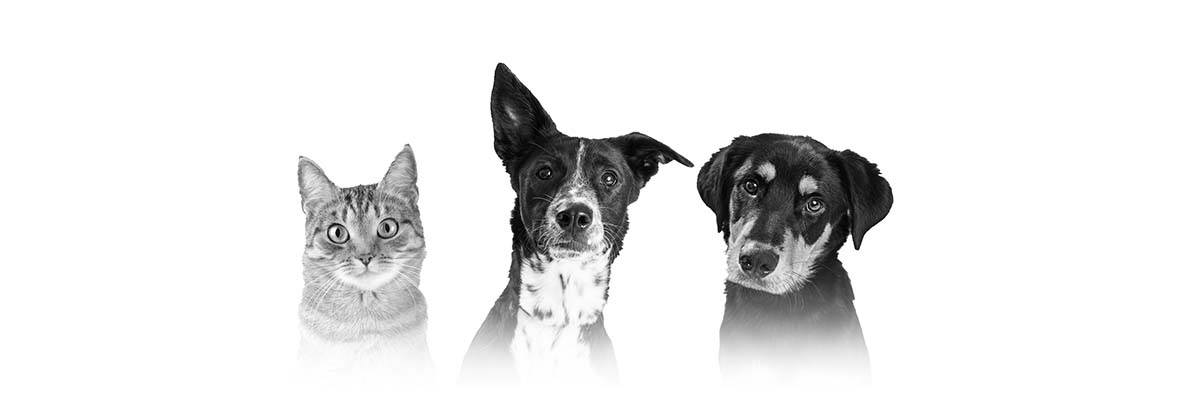 banner-petshopzeka-01.jpg