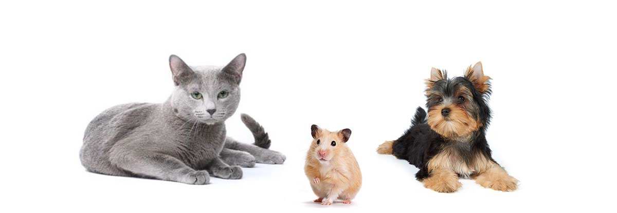 banner-petshopzeka-02.jpg