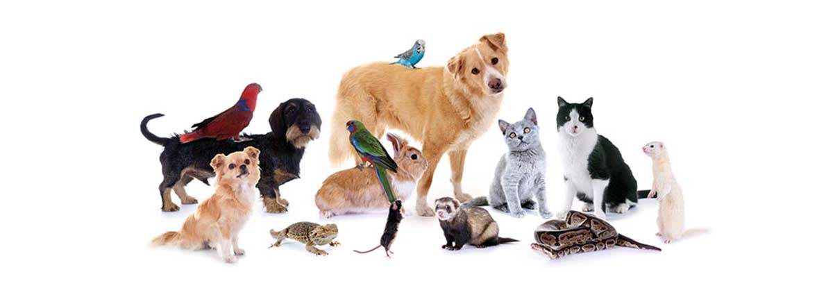 banner-petshopzeka-03.jpg