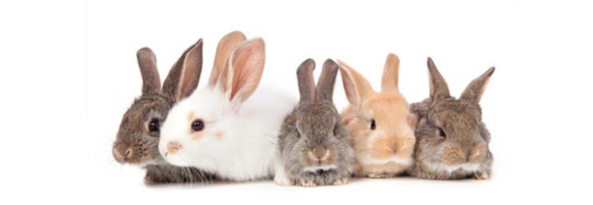 banner-petshopzeka-04.jpg